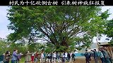 守卫村庄千年的古树换来这种结果，利益面前，恩情真的一文不值么