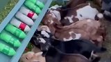 原来小羊喝奶时是这样的