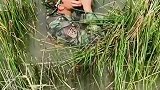 越南特工湿地隐藏训练，用于反侦察等行动