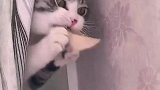 猫：让你不给我买小鱼干，我把家给你拆了！