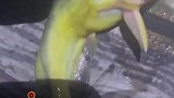 小伙钓上一条会“说话”的金色鱼