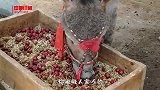 别说吃驴肉了,现在连驴饲料都吃不起了,真心活得不如头驴啊