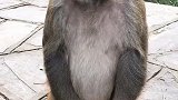 这猴子的坐姿好像人一样呀，哈哈哈！
