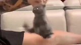 小猫咪越抵抗越可爱哈哈
