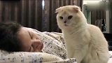 猫咪：怎么不动呢，喂，醒醒，看看我