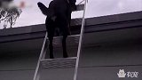主人带着猫在公路上这样，你们咋不上天呢