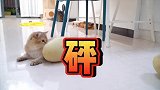 为啥猫咪傻乎乎的才可爱？看肥塔就知道了，常被套路还一脸呆萌！