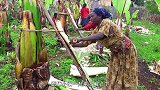 非洲这种“香蕉树”，一年能养活千万人，网友：这种吃法首次见！