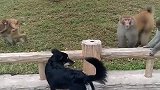狗子：你们一群猴打我一只狗算什么本事啊！