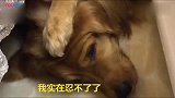 八哥废话太多，金毛被吵醒心情不好，竟如此报复八哥，智商顶尖。