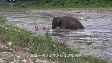 卡车陷在泥巴路无法动弹，大力水手出现的一刻，大象的霸气挡不住