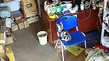 猫咪想爬上桌子，结果脚滑卡在椅子上