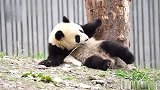 愿安息！大熊猫“青糍”因病去世