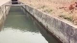 狗子跳跃超宽水渠，不到最后一刻，心都没放下来