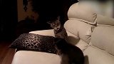 猴子和猫咪打了起来，猫咪直接一巴掌拍了上去，有趣！