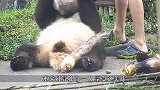 别打扰我，我很忙的，熊猫痴迷于啃竹子无法自拔！