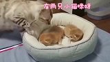 橘猫, 狸花猫你偷养我家的孩子干嘛, 臭不要脸的