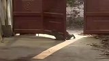 猫咪被铁门卡住出不来