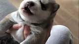 可爱呆萌的小奶狗，你爱了吗？