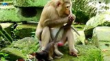 可惜，猴宝被猴妈妈毫无理由地断奶了，为什么要这样