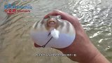 吃荤的草长啥样？小伙海边实拍，小鱼一靠近就瞬间被吞噬