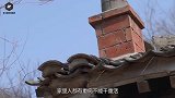 中国最“土豪”贫困户，居住价值8亿元的木屋，连专家都不敢拆
