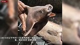 丹东一名渔民捞出一条从未见过的鱼，网友直呼核废水造成的