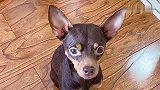 鹿犬想在床上睡觉，对主人软硬兼施，真是厉害了