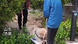 主人每天用拖板车拉着16岁狗狗晒太阳