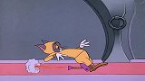 猫咪真是搞笑，简直笑死人了，太有意思了
