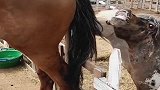 有趣的双胞胎小马，这是闻上瘾了呢，母马别闹，这么多人看着呢！