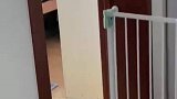就因为我摸了一下这个玩具，小狗狗居然背地里对玩具霸凌