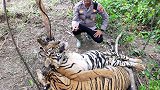 印尼两只苏门答腊虎被猎人陷阱套住后死亡