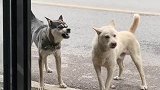 两只小狗在吵架，到底因为啥呢？