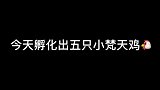 给这只残疾的小鸡起个名字吧