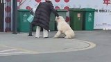 一贪玩狗子和主人闹脾气，赖皮小区门口一个小时不回家