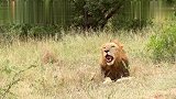 独眼雄狮的聪明之处：躲在水坑边,随时可以捕猎