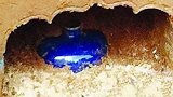南京被盗古墓出土“蓝色酒瓶”，专家研究后大喜：起码值1亿！一起绽放生命之树  自贡彩灯大世界