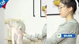 猫咪秒变健身利器【举起爪儿来】