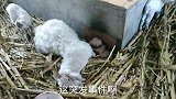 出生七天的小羊羔，人工喂养能成活吗？真愁人