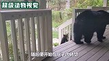 棕熊为了找吃的，竟直接爬窗户闯进居民家，太大胆了