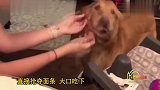 爆笑!主人想和狗狗亲密吃面条,却没想到它这么饿