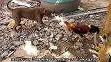 公鸡挑战家里的狗狗，公鸡用飞踢，狗狗则是用嘴巴咬