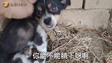 小狗狗为了吃奶，拼了命的往老狗身上挤，镜头记录搞笑画面