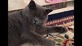 蓝猫正在舔毛，主人在一旁给它配音，猫咪：你再学一下试试！