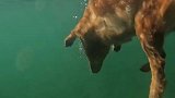 这只金毛狗刨格外厉害，已经练出了精髓