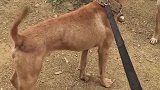 狗子：铲屎官在后面给我撑腰，我可不怕呢！