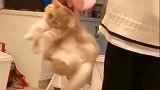 橘猫：赶紧放开我，不然我就用佛上无影脚踢你
