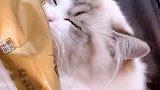 怪不得家里最近纸巾用这么快，这布偶猫天天啃！