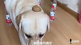 主人问赛文和小迷糊掉水里救谁？老狗狗四选择小迷糊，赛文怒了